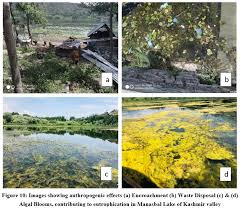 Image result for Cyperus trigonellus