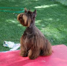 In fact the black and silver color that is accepted in the show ring is not a color the standard schnauzer comes in. Miniature Schnauzer Akc Colors Schnauzer Puppy Miniature Schnauzer Puppies Schnauzer