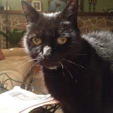 Maybe you would like to learn more about one of these? Flowers Mill Veterinary Hospital Veterinarians 10 S Flowers Mill Rd Langhorne Pa Phone Number