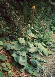 Image result for Ligularia sibirica