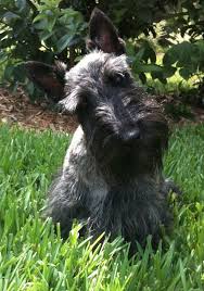 Black And Grey Dog Lallee S Cottage Scottie Dog Scottie Scottish Terrier