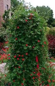 Image result for Ipomoea quamoclit