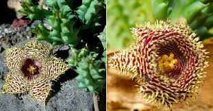 Image result for Huernia hystrix