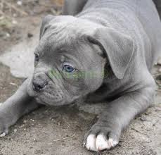 Bullspirit Blue Ice