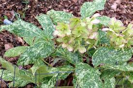 Helleborus Argutifolius Snow Fever Snow Fever Hellebore Lenten Rose Winter Rose Lenten Rose Northwest Garden Winter Rose