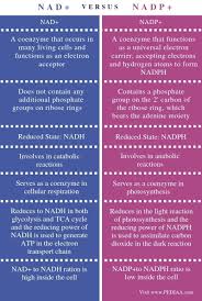 Maybe you would like to learn more about one of these? What Is The Difference Between Nad And Nadp Pediaa Com In 2021 Biology Facts Biochemistry Notes Basic Anatomy And Physiology