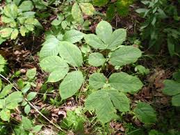 The ficus ginseng plant is most often simply a ficus microcarpa plant. Mdard Ginseng Plants Edible Plants Wild Foraging