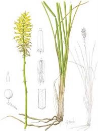 Image result for Hymenodictyon austro-africanum