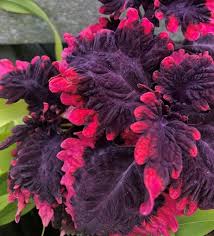 Image result for Coleus