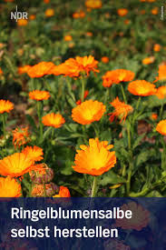 Setzen sie arnika salbe, creme & gel. Ringelblumensalbe Selbst Herstellen Salbe Blumen Heilen
