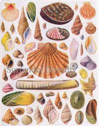 Pin On Sea Shell Charts