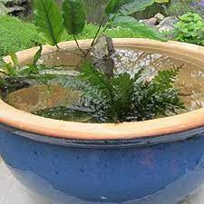 Pin On Gardens For Birds