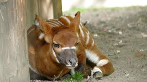 Wechsel bei den Frankfurter Bongos im Zoo