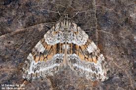 Image result for Trichopteryx