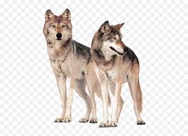 All images and logos are crafted with great workmanship. Gray Wolf Wolves Hongqiao Bridge Wolf Png Download 496 Pack Of Wolves Png Wolf Transparent Free Transparent Png Images Pngaaa Com