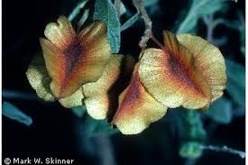 Image result for Combretum hereroense