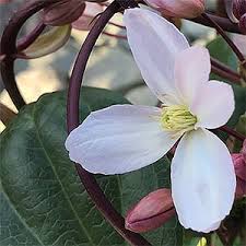 I planted clematis armandii 'apple blossom' last summer on an arbor over a gate. Clematis Amandii Apple Blossom Nurseriesonline