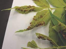 Zinc Thinking In The Southeast Pecan South Magazinepecan South Magazine The Pecan Industry S Leading Publication Published Monthly For Pecan Producers Processors And All Others Involved Or Interested In The Pecan Industry