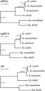 Image result for Gossypioides kirkii