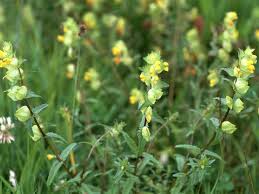 Image result for Rhinacanthus xerophilus