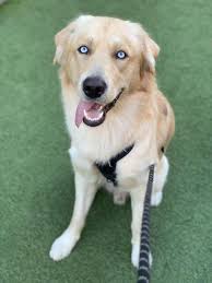 They have very interesting characteristics and more interesting looks. Golden Retriever Husky Mix Goberian Ultimate Guide My Dogs Info