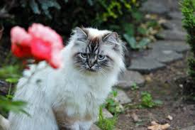 Maybe you would like to learn more about one of these? Katze Vermisst Was Tun Wenn Die Katze Entlaufen Ist
