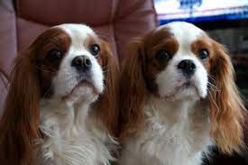 Stunning Akc Blenheim Cavalier King Charles Spaniel Puppies King Charles Cavalier Spaniel Puppy Cavalier King Charles Spaniel King Charles