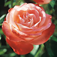 We did not find results for: Sheer Magic Hybrid Tea Rose Hybrid Tea Roses Tea Roses Jackson Perkins Roses
