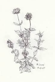 Black eyed susans, black eyed susan, butterflies, butterfly, black eyed susans and butterflies, black eyed susan and butterfly, flower, flowers, bug, bugs, pattern, black eyed susan pattern, garden, flower pattern, yellow flower, yellow black eyed susan, yellow black eyed susans, sketch, hand drawn, black eyed susan drawing, butterflies drawing, pencil drawing, butterflies on black eyed. Black Eyed Susans Drawing By Danny Lowe