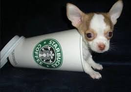 We also have shipping available within canada only. Top 10 Cutest Images Of Pups In Cups Paperblog