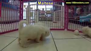 I will place them in a home that has an existing puppy. M A L T E S E P U P P I E S R O C K F O R D I L Zonealarm Results