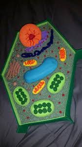 Sure, it's a new year, but we're in worse shape right now than we were all of last year. How To Create 3d Plant Cell And Animal Cell Models For Science Class Artofit