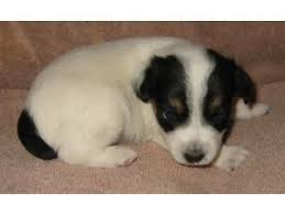 Full Grown Jack Russell Terrier Black And Brown Jack Russell Terrier Puppy In White And Black Jpg 5 Comments Jack Russell Terrier Puppies Jack Russell Jack Russell Terrier