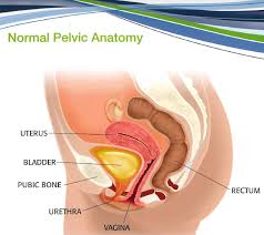 What is the collateral circulation after hypogastric artery ligation? Female Pelvic Anatomy 2 Wichita Urology