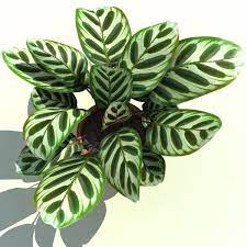 Calathea Makoyana Peacock Plant 3d Model Peacock Plant Plants Inside Plants