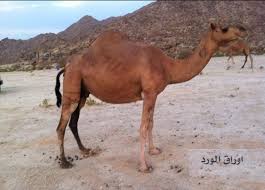 أوراق الورد انواع الابل ملف كامل بالصور