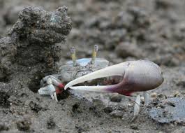 Image result for Crabbea velutina