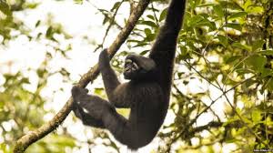 Image result for gibbon