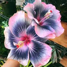 Mahalo Hurley Ohana Hurley Pacificcity Hurley For All The Aloha Mahalo Everyone Who Came Near And Far T Amazing Flowers Hibiscus Flowers Beautiful Flowers