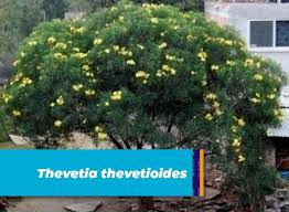 Image result for Cascabela thevetioides
