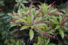 Image result for Pieris japonský obrázek