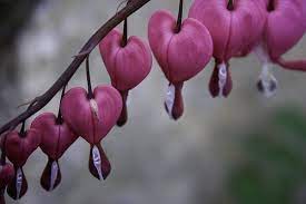 Your Favorite Flowers And Plants Post Pics Bleeding Heart Flower Bleeding Heart Flower Heart