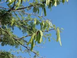 Image result for Acacia luederitzii