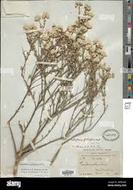 Image result for Julbernardia globiflora