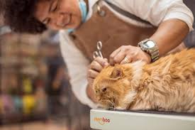 Dog and cat grooming, bath and blow dry. Mesho Pet Grooming Salon Home Facebook