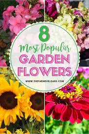 Check spelling or type a new query. 8 Popular Flowers For Your Flower Garden Popular Flowers Most Popular Flowers Flower Garden