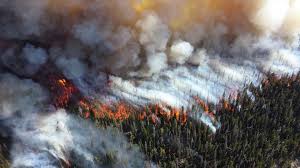 In australia, eucalypt trees rarely exceed 350 years of age due to frequent fire disturbance. How B C Is Preparing For Wildfires And Floods Amid Covid 19