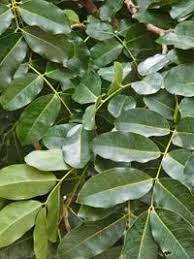 Image result for Afzelia