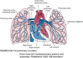 Lung cancer is a serious illness which none of us wish to face. Rt 127