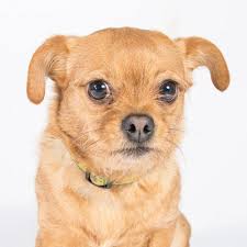 For further information on adoptions including the adoption questionnaire and what's included please click here. Pin On Dogs For Adoption
